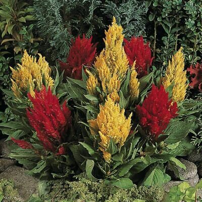 CELOSIA (Century Mix) - 20 Seeds - Fresh Seeds