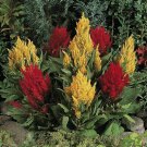 CELOSIA (Century Mix) - 20 Seeds - Fresh Seeds