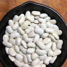 Haricot Beans - 30 seeds - Fresh Seeds