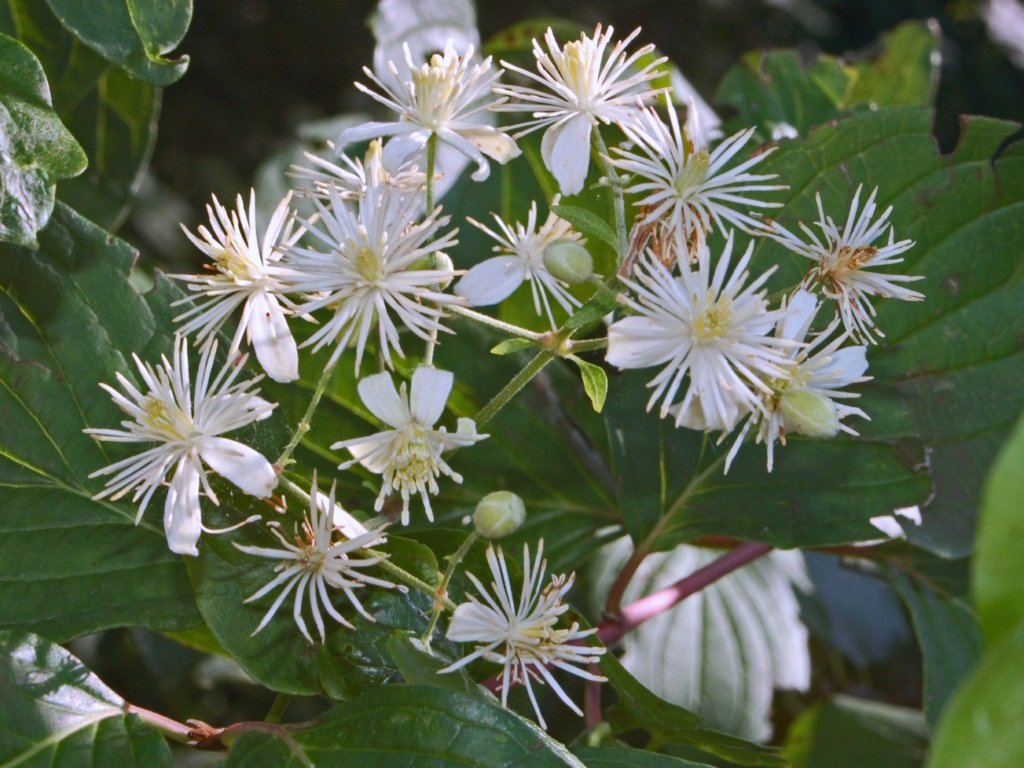 Old Man's Beard (Clematis vitalba) - 20 seeds Fresh Seeds