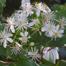 Old Man's Beard (Clematis vitalba) - 20 seeds Fresh Seeds