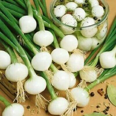 Onion Barletta Pickling White Onion - 100 Seeds - Italian Heirloom - Fresh Seeds