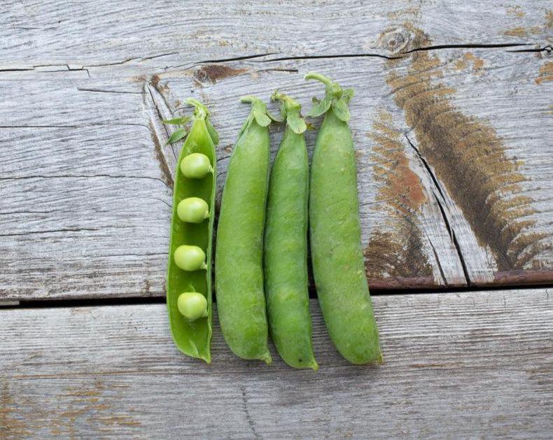 Peas (Onward - pisum sativum) Early Shelling Bush Pea - 30 Seeds