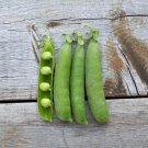 Peas (Onward - pisum sativum) Early Shelling Bush Pea - 30 Seeds
