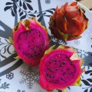 Dragonfruit (Pink Flesh) - 50 Seeds - Dragon Fruit > Tropical > Salad