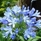 Agapanthus Australian Blue/Purple - 50 Seeds - Fresh Seeds