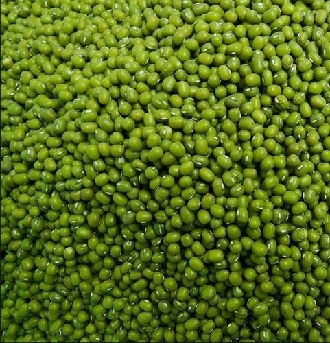 Mung bean / Green Gram Bean - 30 Seeds - Easy To Grow