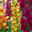 SNAPDRAGON Dwarf Mix - 200 Seeds - Easy to Grow