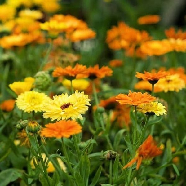 CALENDULA Pacific Beauty - 50 Seeds - Easy to grow