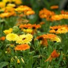 CALENDULA Pacific Beauty - 50 Seeds - Easy to grow