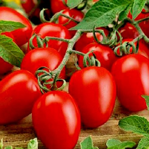 Cherry Roma Tomatoes - 30 Seeds - Easy To Grow
