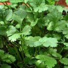 CORIANDER - 30 seeds - Easy to grow