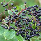 Elderberry Tree - 20 SEEDS (Sambucus nigra) > Elderflower >easy to grow