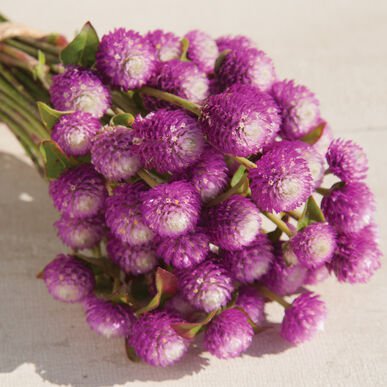 Gomphrena Audray Bicolour Rose - 25 Seeds > Globe Amaranth >Cut or Dried Flower