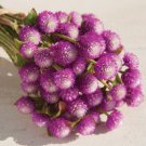 Gomphrena Audray Bicolour Rose - 25 Seeds > Globe Amaranth >Cut or Dried Flower