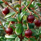 Chilean Guava (Ugni Molinae) - 10 Seeds > Strawberry Myrtle > NZ Cranberry >Rare
