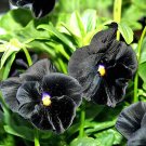 Black Pansy "Brunig"- 15 Seeds > Hybrid>Garden >Flowers >Premium Seed >Rare