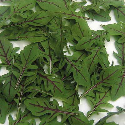 Rocket &acirc;��Dragons Tongue&acirc;��- 100 Seeds > Salad >Garden >Edible >Premium Seed >Rare