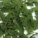 Rocket ‘Dragons Tongue’- 100 Seeds > Salad >Garden >Edible >Premium Seed >Rare
