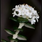 Pimelia Nivea (bushmans bootlace) Tas Native - 10 Seeds - Rare