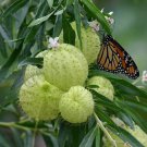 SWAN PLANT (MILKWEED SEEDS) - 30 Seeds Food plant of Monarch Butterfly