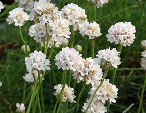 Armeria - Morning Star WHITE - 20 Seeds - Frost Hardy Perennial Rockery Thrift
