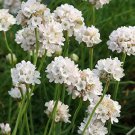 Armeria - Morning Star WHITE - 20 Seeds - Frost Hardy Perennial Rockery Thrift