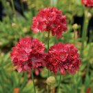 Armeria - Ballerina Red - 10 Seeds - Rare New Release!!!