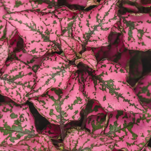 Hypoestes Phyllostachya (Confetti Rose) - 15 Seeds > Great Foliage! > Polka Dot