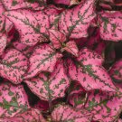 Hypoestes Phyllostachya (Confetti Rose) - 15 Seeds > Great Foliage! > Polka Dot