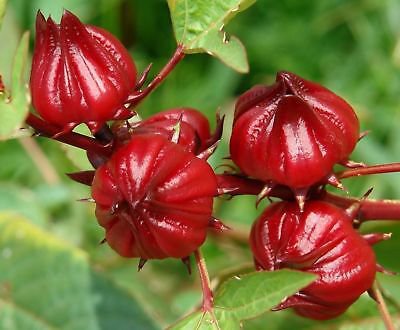 Hibiscus Sabdariffa (Cocktail Red) - 10 Seeds - Easy to grow