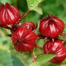 Hibiscus Sabdariffa (Cocktail Red) - 10 Seeds - Easy to grow