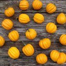 Gold Pipin Acorn Pumpkin - 5 Seeds > Organic >Heirloom > Vegetables >Garden