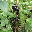 Black Currant Tree (Ribes nigrum) - 20 Seeds - Easy to grow
