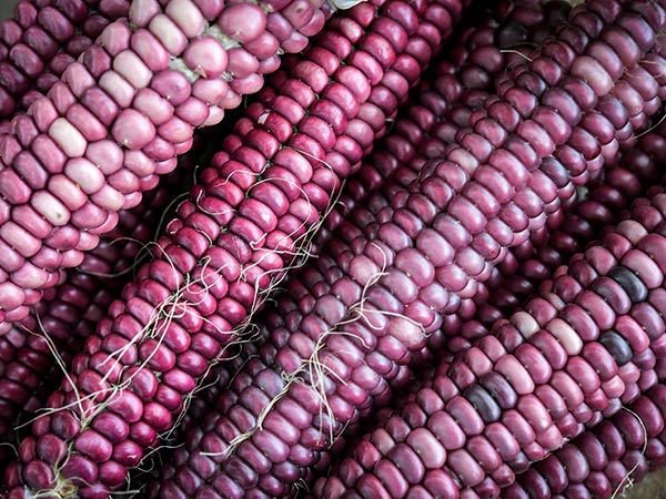 Lavender Clay Corn - 5 Seeds >Cornflour Variety >Purple Corn > Rare