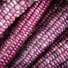 Lavender Clay Corn - 5 Seeds >Cornflour Variety >Purple Corn > Rare