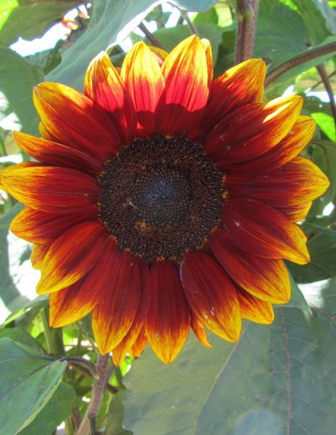 Sunflower (Royal Velvet) - 20 Seeds > Red > Exotic >Rare >1.5m Tall > Unique