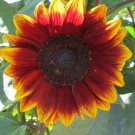 Sunflower (Royal Velvet) - 20 Seeds > Red > Exotic >Rare >1.5m Tall > Unique