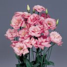 LISIANTHUS - Advantage Pink! - 10 Seeds (pelleted) >Rare >Florist >Cut Flowers