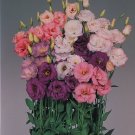 LISIANTHUS - Arosa 3 Rouge! - 10 Seeds (pelleted) >Rare >Florist >Cut Flowers