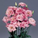 LISIANTHUS - Peach - 10 Seeds (pelleted) - Rare limited Cut Flower Bouquet