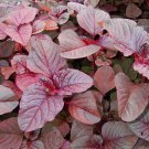 Hypoestes Phyllostachya (Confetti Red) - 15 Seeds > Great Foliage! > Polka Dot