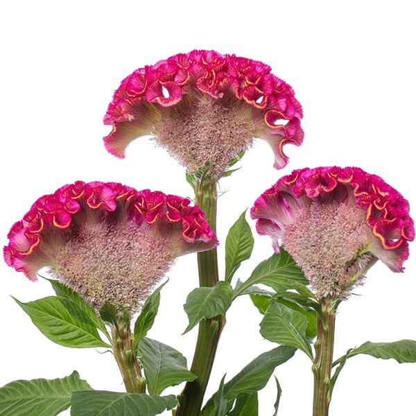 Rare Celosia Act Rose - 10 Seeds - > Cockscomb > Premium Florest Seed > Hybrid
