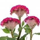 Rare Celosia Act Rose - 10 Seeds - > Cockscomb > Premium Florest Seed > Hybrid