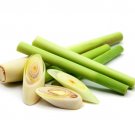 Lemon Grass (Cymbopogon Citratus) - 15 Seeds - best cooking lemongrass!