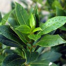 Bay Leaf Tree Laurel > Lorber (Laurus nobilis) - 5 Seeds - 2021 Fresh Seeds