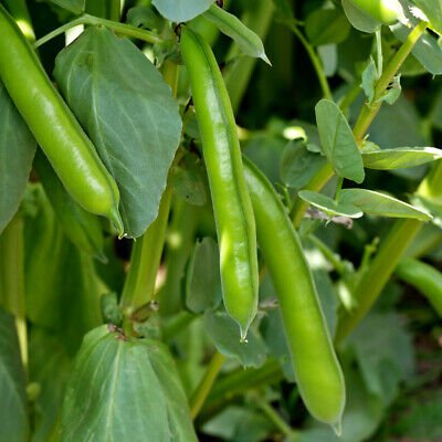 BROAD BEAN 'Aquadulce' - 15 Seeds - Easy to grow