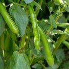BROAD BEAN 'Aquadulce' - 15 Seeds - Easy to grow