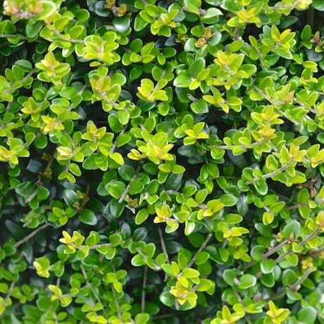 Box Hedge Honeysuckle Shrub - 8 Cuttings - (Lonicera Nitida) - Fresh seeds