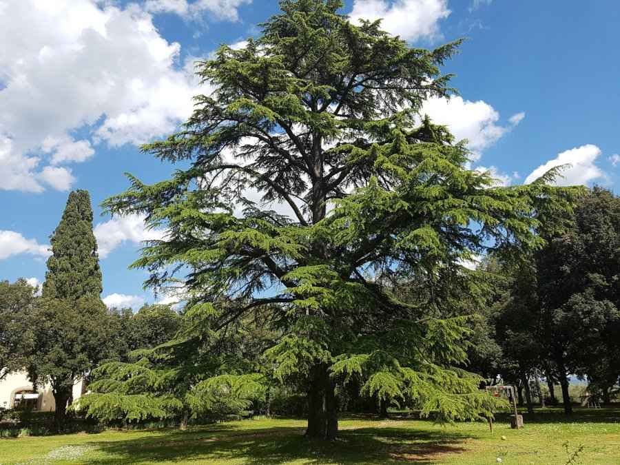 Himalayan Cedar (Cedrus deodar) - 5 Seeds > Evergreen up to 20m Tree > Bonsai